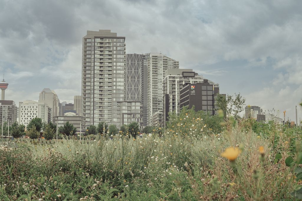 Calgary apartment towers and downtown skyline seen across an open green space